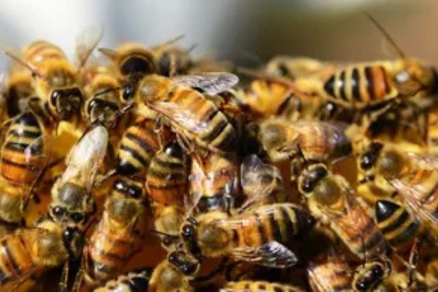 Ataque de abejas deja un hombre grave y cinco lesionados en Tochtepec