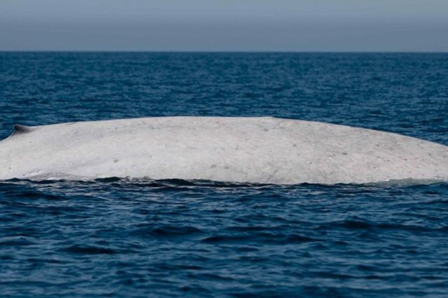 Avistan rara ballena azul albina en Loreto durante temporada de observación