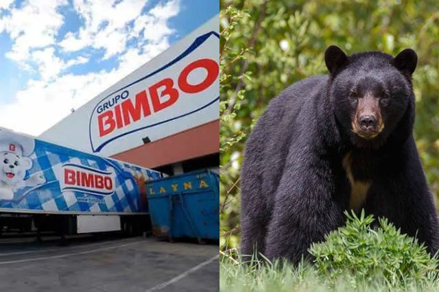 Grupo Bimbo destina recursos del museo para proteger al oso negro mexicano