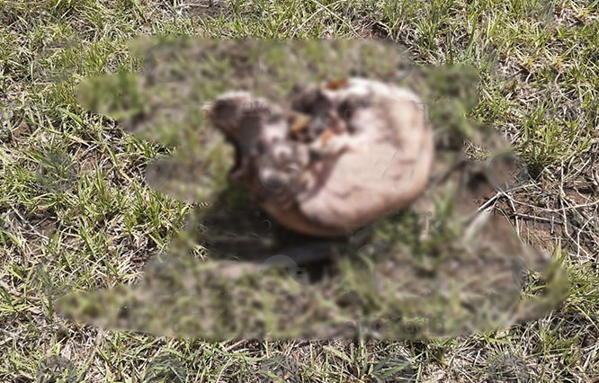 Hallan cráneo humano en barranca de Atzitzintla