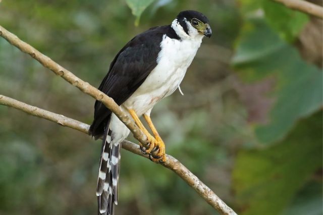 Huauchinango: autoridades liberan Halcón Selvático de Collar en su hábitat