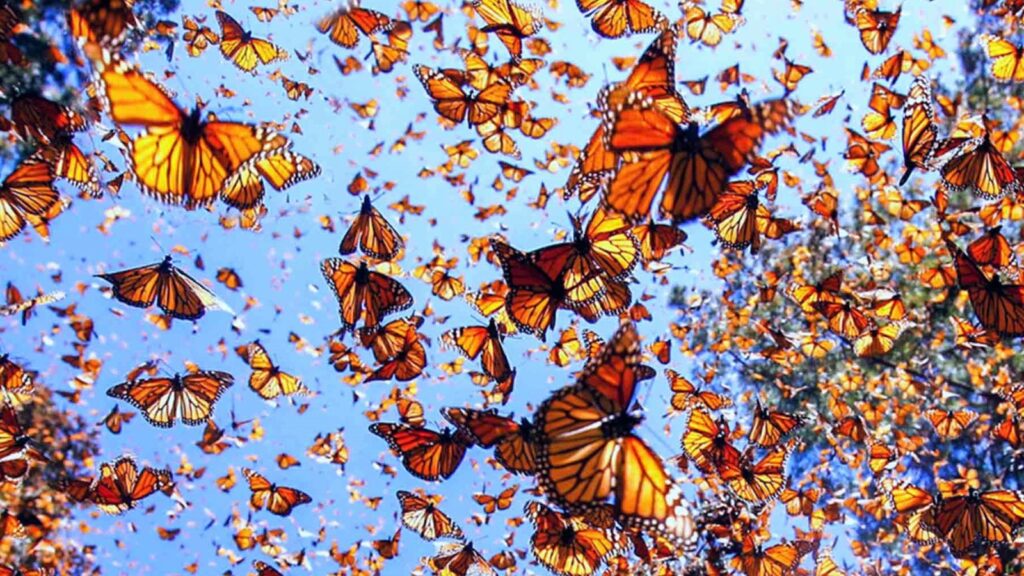 Mariposa monarca podría quedarse en el norte de México, advierte la UNAM