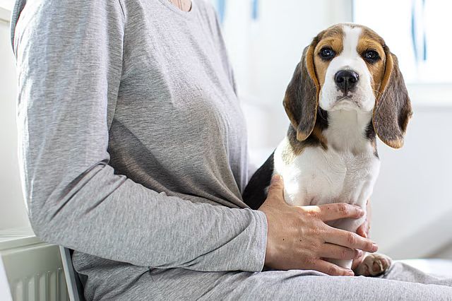 Tener un perro mejora bienestar, memoria y reduce ansiedad, según la UNAM