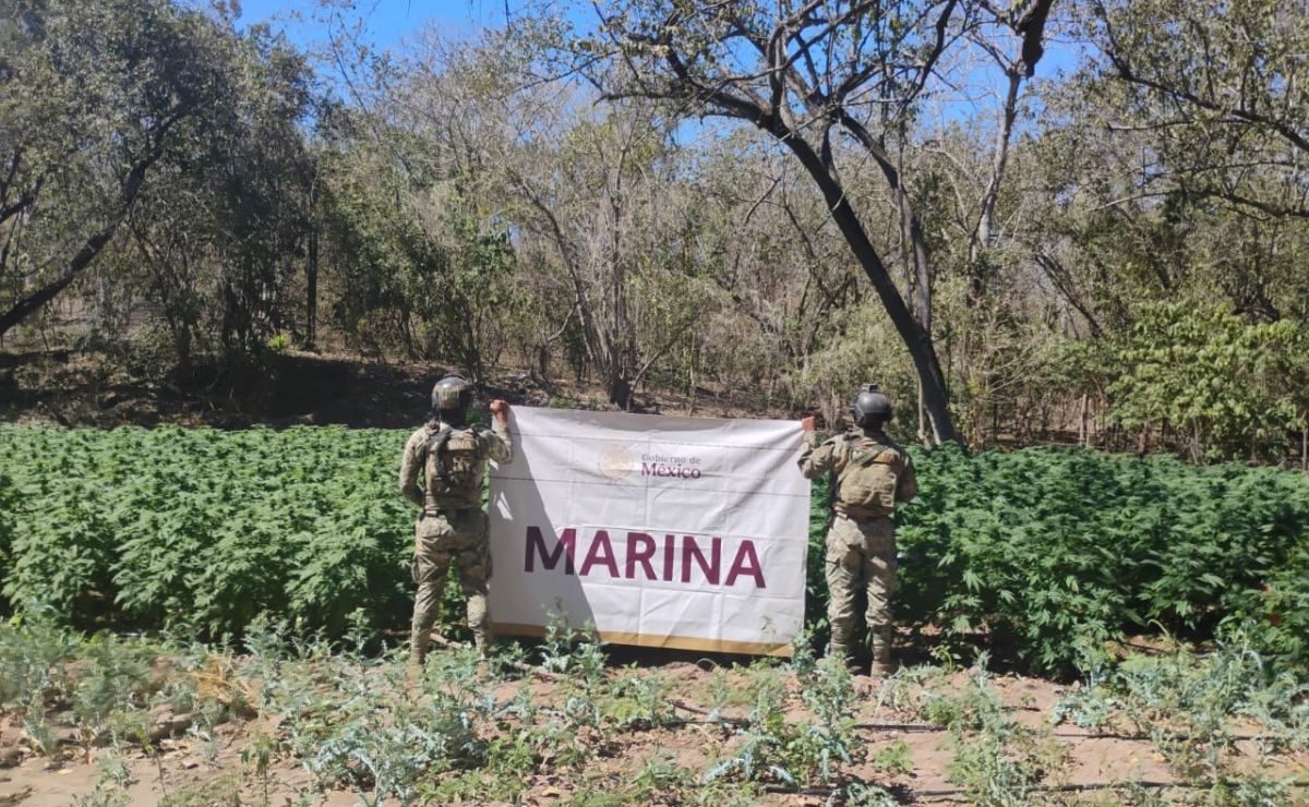 La Marina destruye siete plantíos de mariguana y asegura precursores químicos en Sinaloa