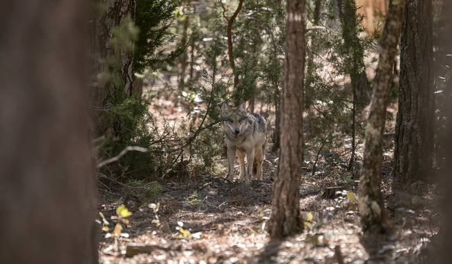 Realizan segundo traslado de lobo mexicano a Durango