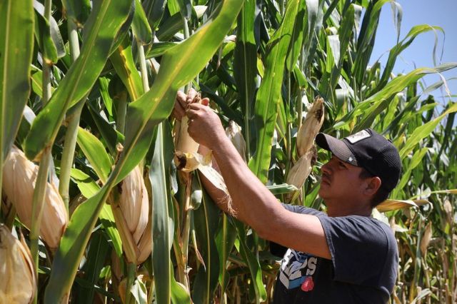 Maíz blanco recibe subsidio de 950 pesos por tonelada en México