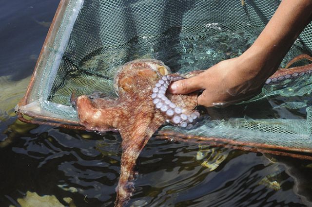 Senado estudia prohibir granjas de pulpo por riesgos ambientales en México