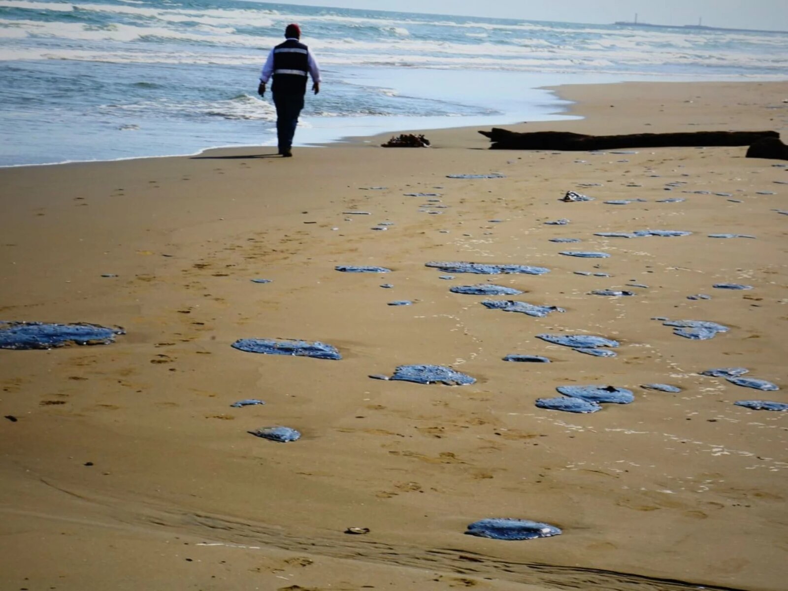 Oceana ve insuficiente la respuesta de Pemex por derrame en el Golfo de México