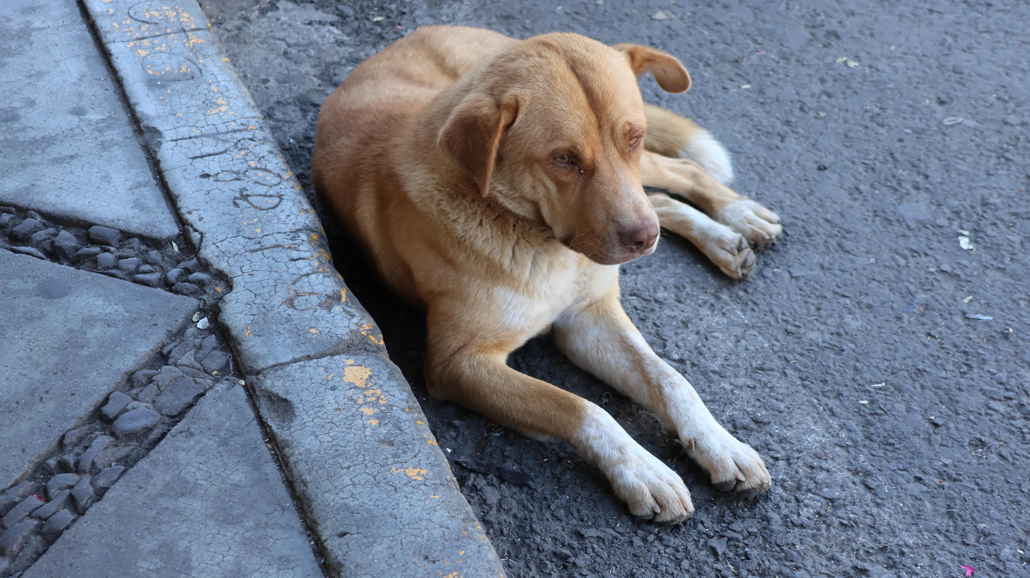 Indignante: Encuentran perros sin vida en Huejotzingo 