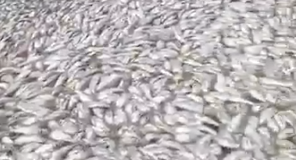 Reportan cientos de peces muertos en el Río Pánuco y crece la preocupación en la región