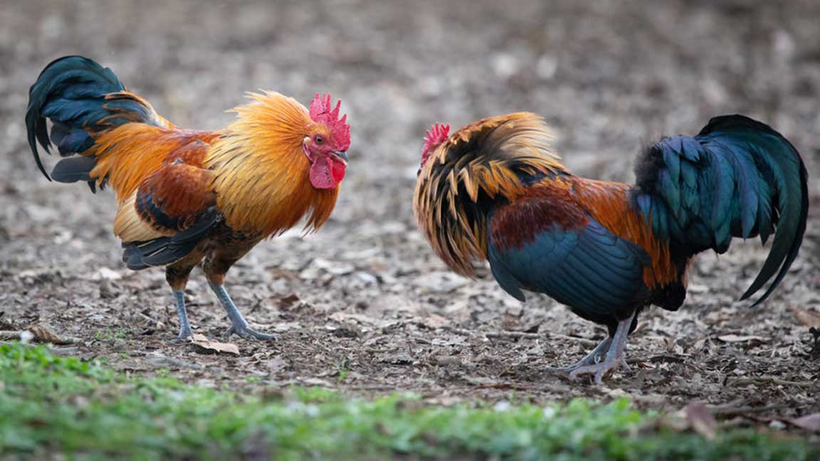 Suspenden pelea de gallos de Ahuatempan tras intervención del IBA