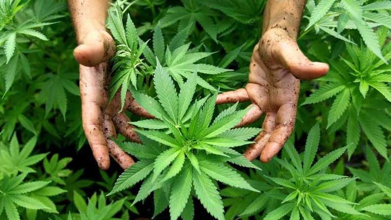 Estados Unidos reclasifica la marihuana y amplía su uso médico