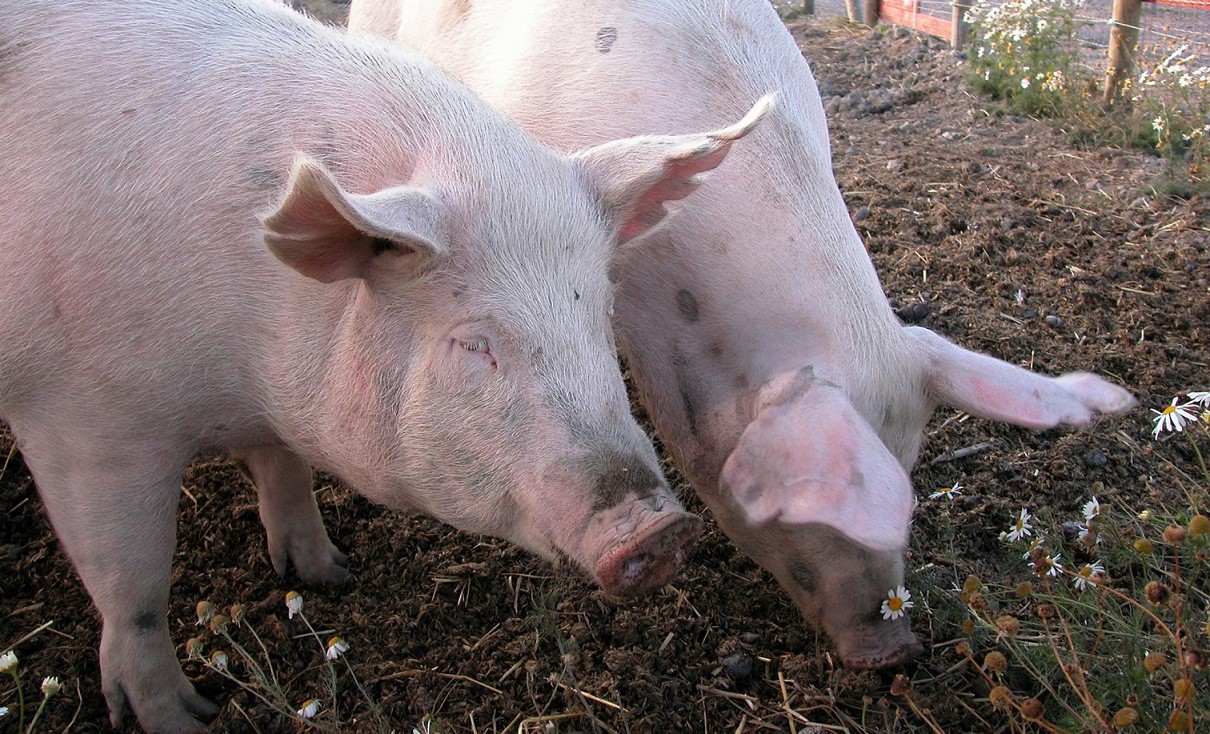 Colectivos denuncian maltrato animal en Naupan por realizar el concurso del puerco encebado 