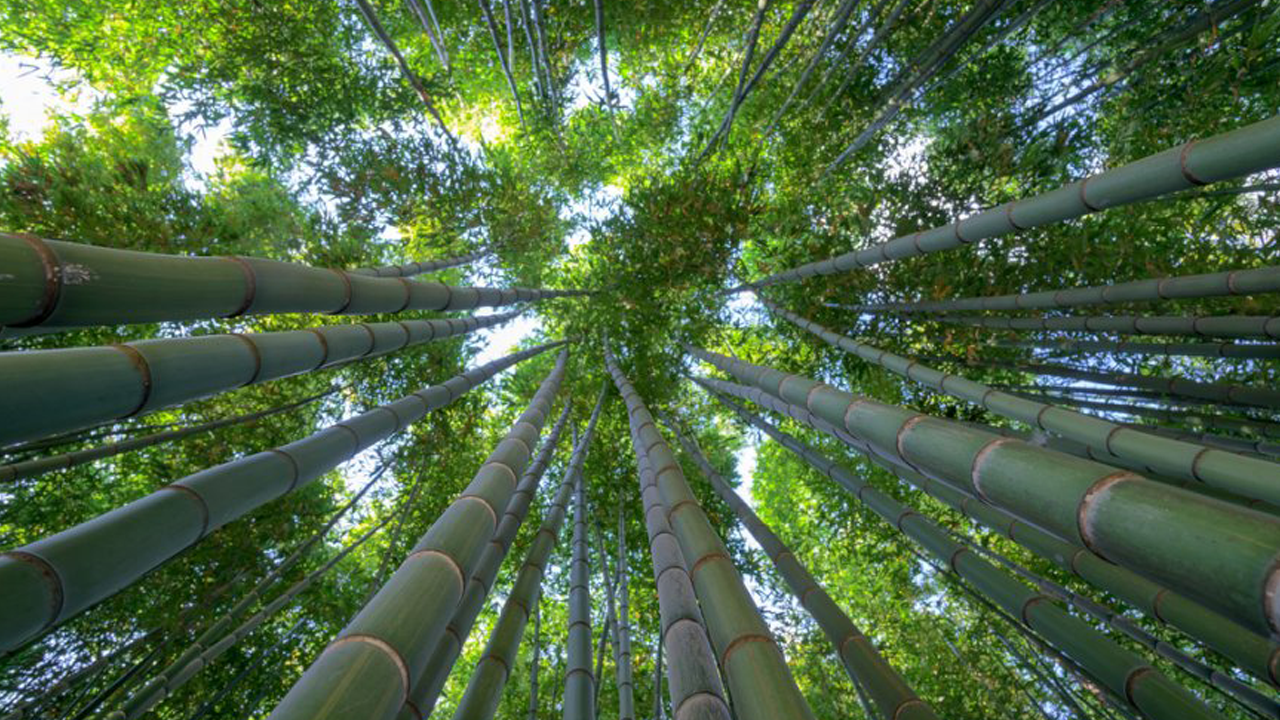 Los Bosques de Puebla son una excelente opción para visitar este fin de semana 