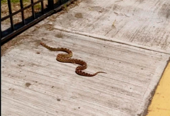 Atienden bomberos de Cuautlancingo reporte por serpiente en vivienda