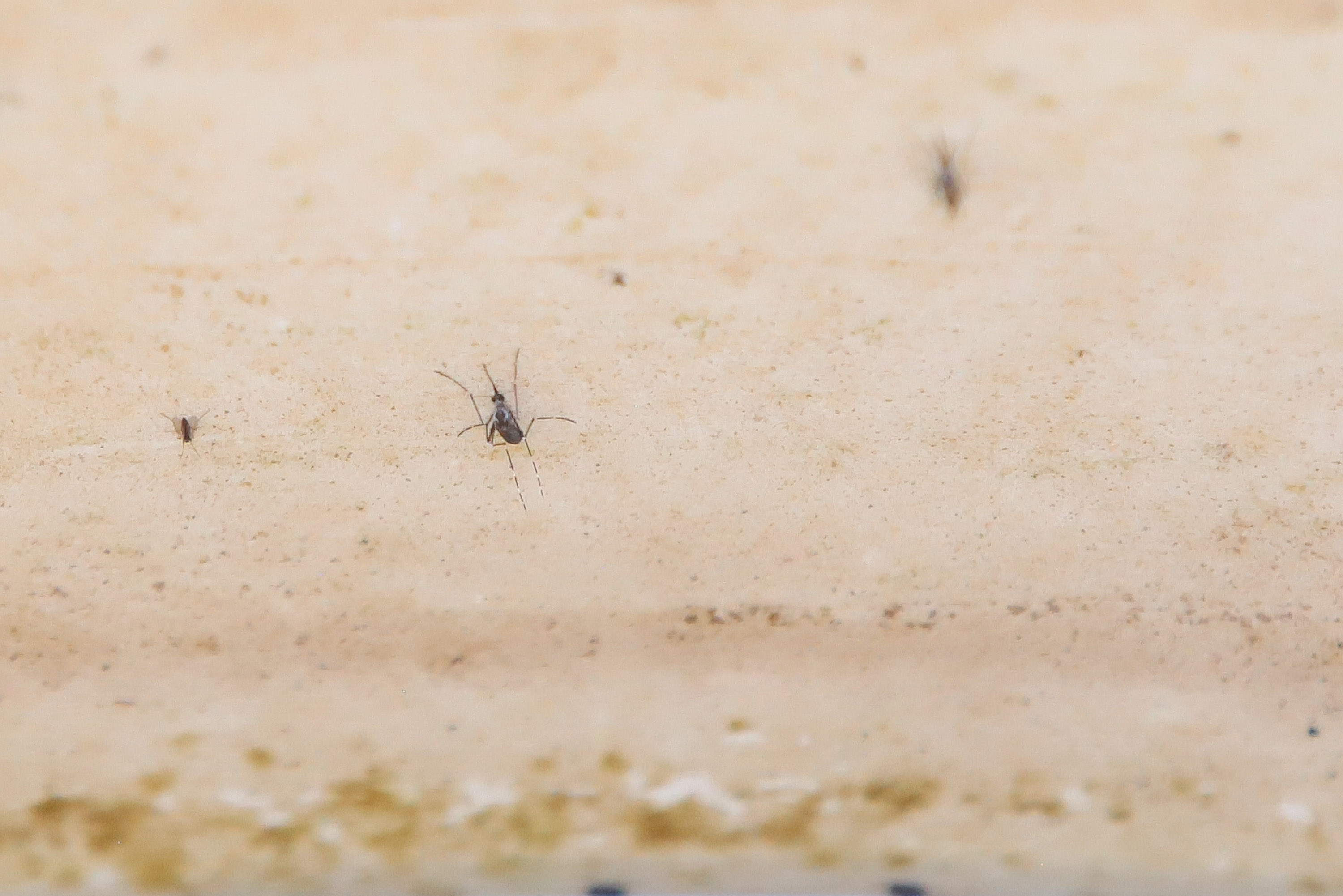 Desarrollan algoritmo para fortalecer el monitoreo y el control del dengue en el país