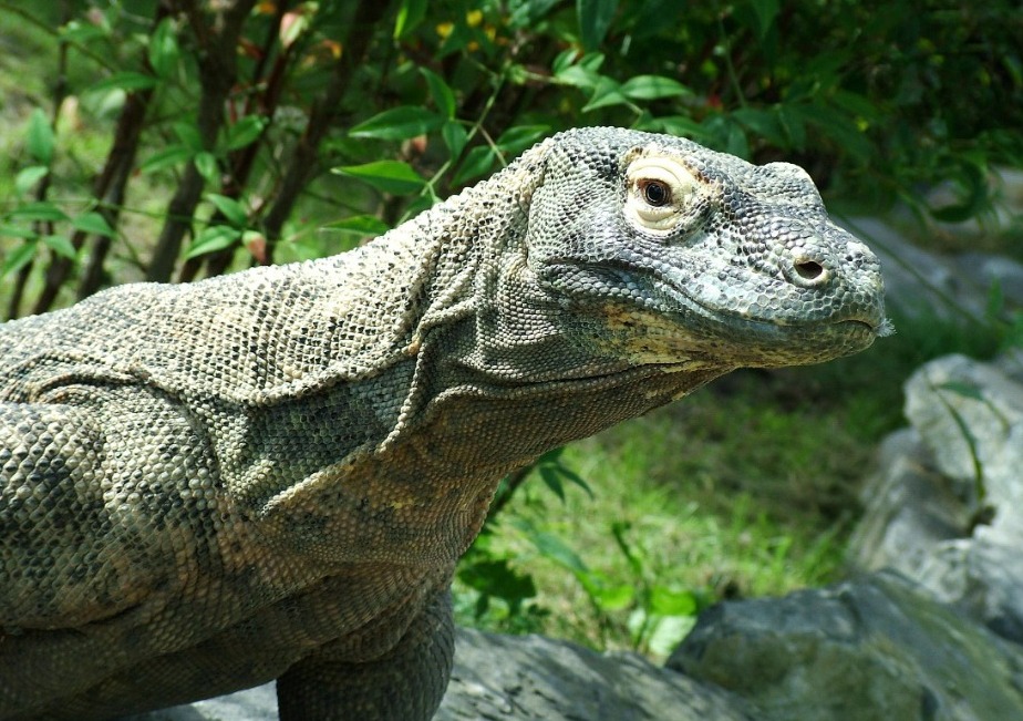 Una cría de varano se extravió en Hacienda Santa Clara, los vecinos se encuentran preocupados 