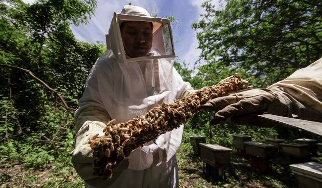 Muere hombre tras ataque de abejas en Francisco Z. Mena