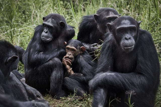Grupo de chimpancés más grande registrado en Uganda se divide en dos facciones