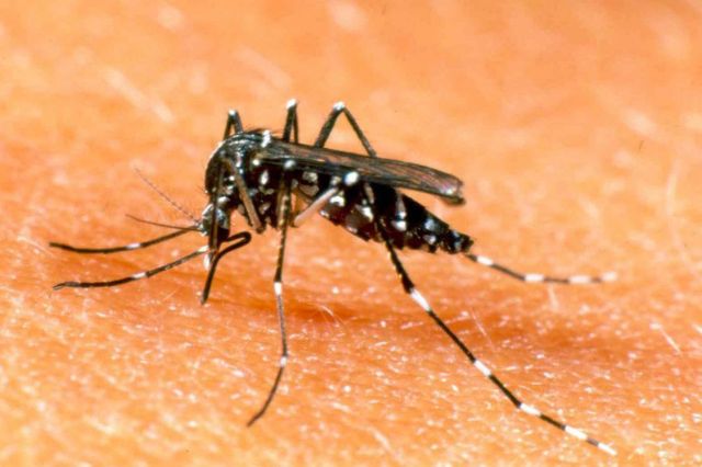 México reporta casi 80 muertes relacionadas con dengue en 2026