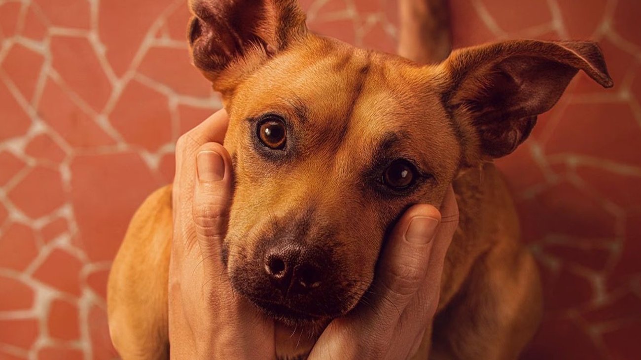 Reconocen al perro amarillo como caramelo, raza 100 por ciento mexicana