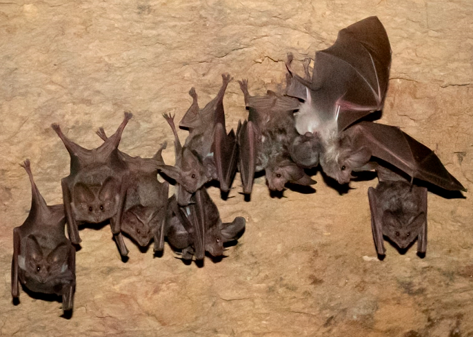 Se recupera colonia de murciélago orejón en la Reserva Tehuacán-Cuicatlán