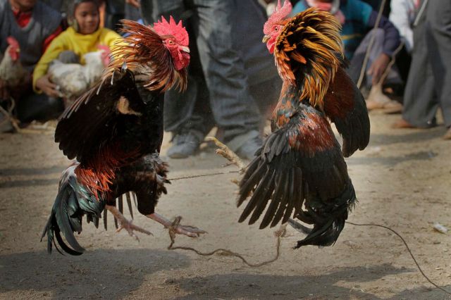 Suspenden peleas de gallos en Guadalupe Victoria