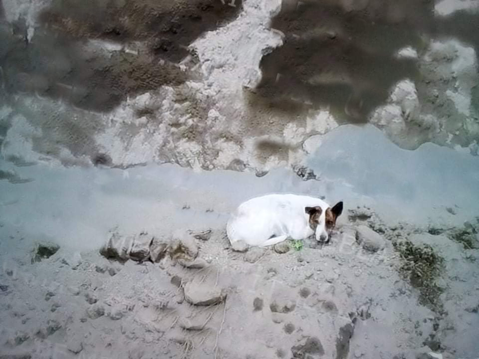 Detienen a hombre por machetear a perro en Santiago Miahuatlán