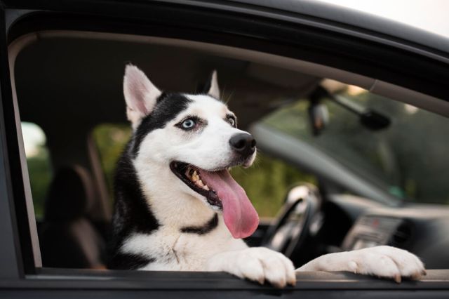 Llevar perros sueltos en auto puede generar multa en CDMX