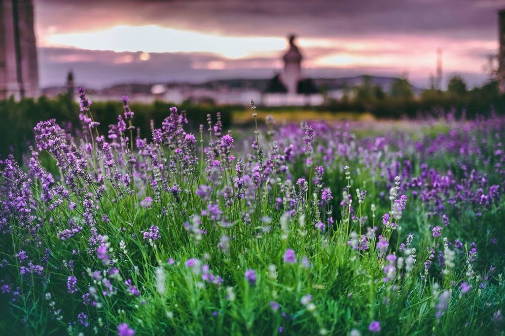 Ven a relajarte y disfruta de hermosos campos de lavanda en el Rancho San Martín