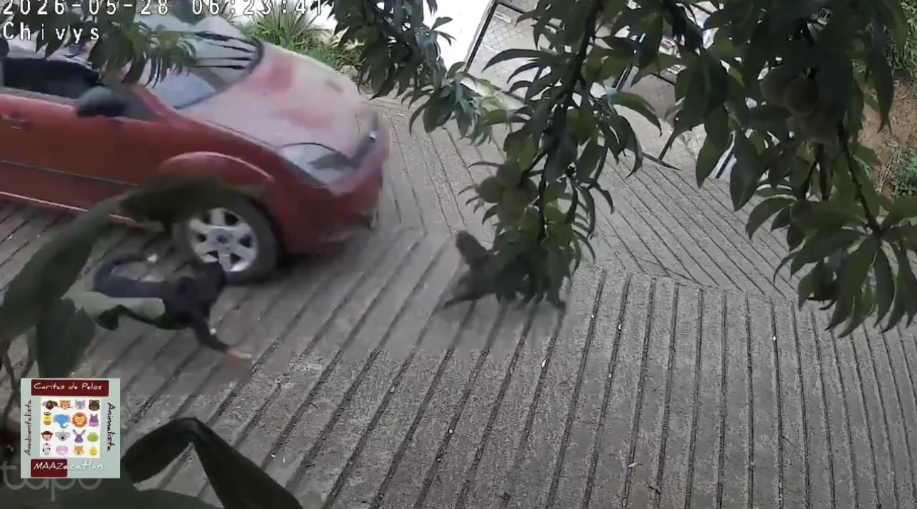 Reportan muerte de canina atropellada por policía de Zacatlán: exigen investigación penal 