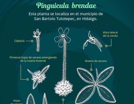 Investigadores BUAP descubren nueva especie de planta carnívora
