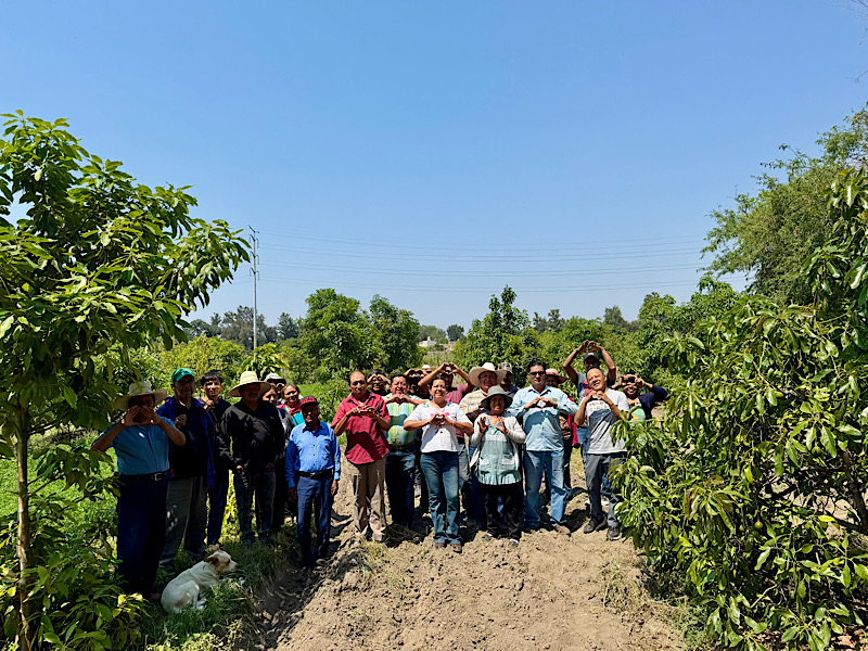 Registran 625 hectáreas de aguacate en ocho municipios poblanos