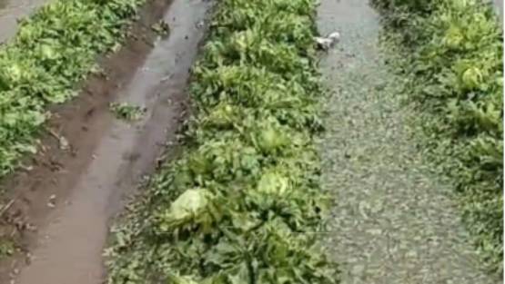 Granizo deja pérdidas en cultivos de la zona centro del estado de Puebla