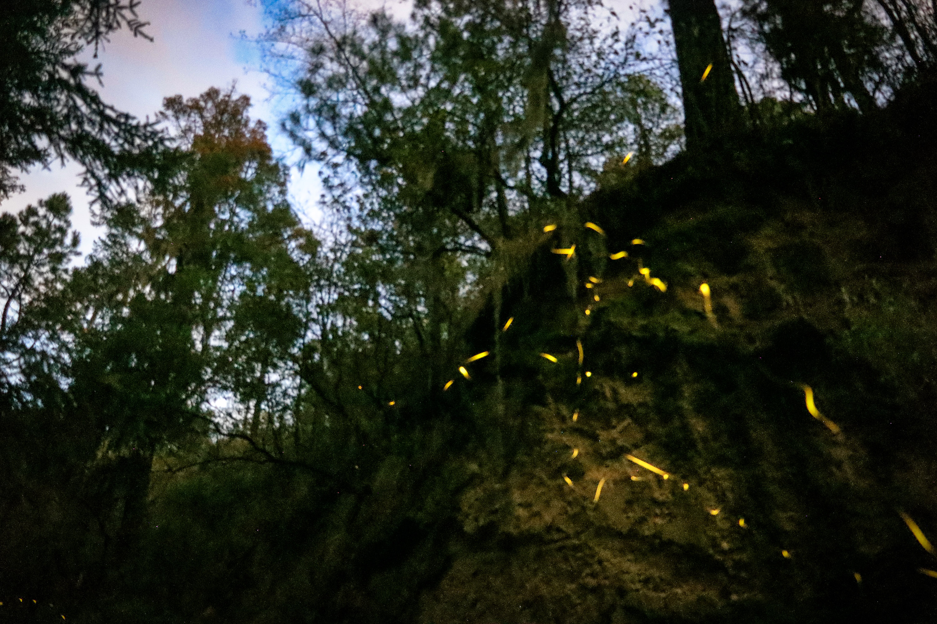 Tlaxcala iluminará a México con la temporada de luciérnagas 2026
