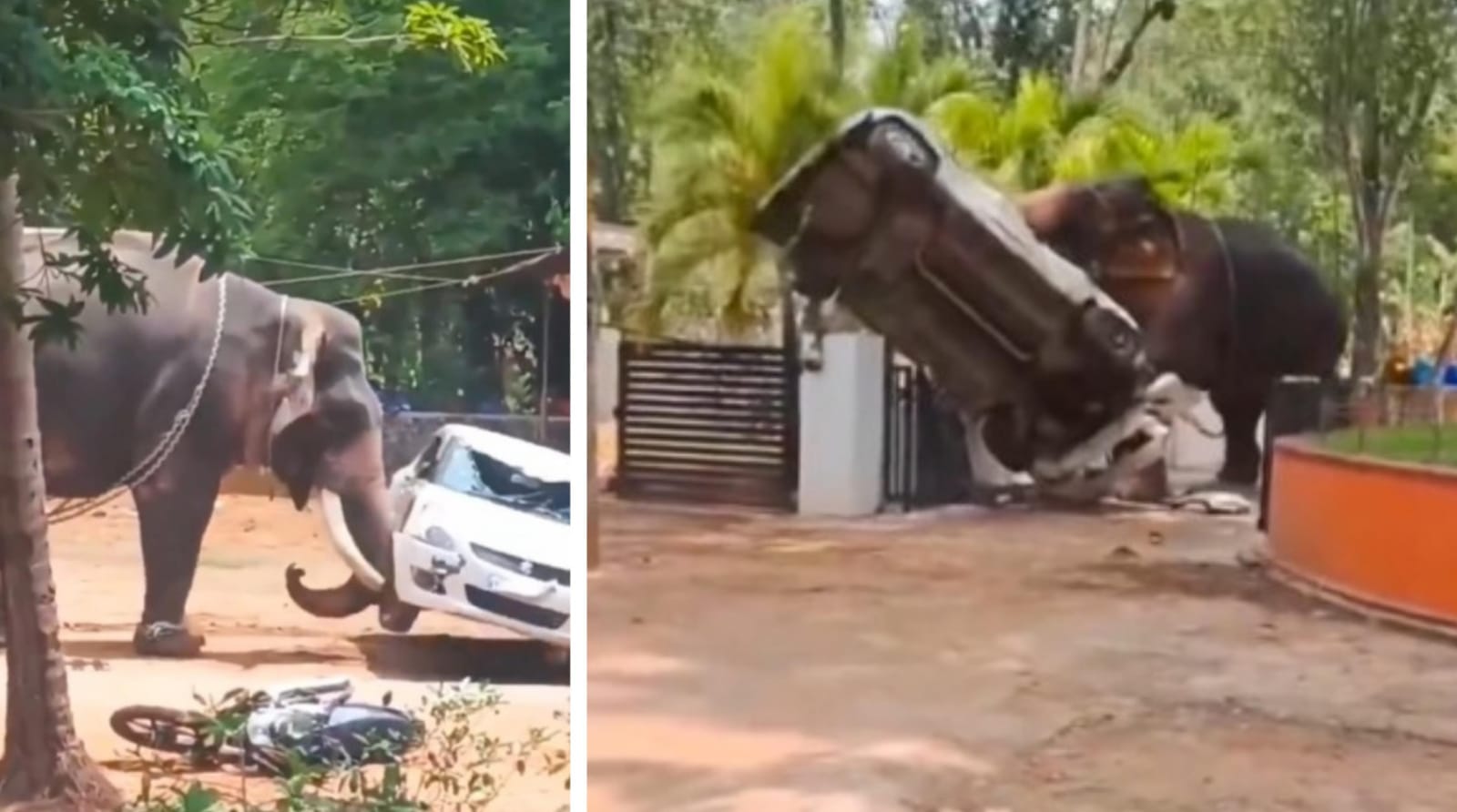 VIDEO Un elefante furioso se descontroló en un templo de la India, hay un muerto y varios heridos 