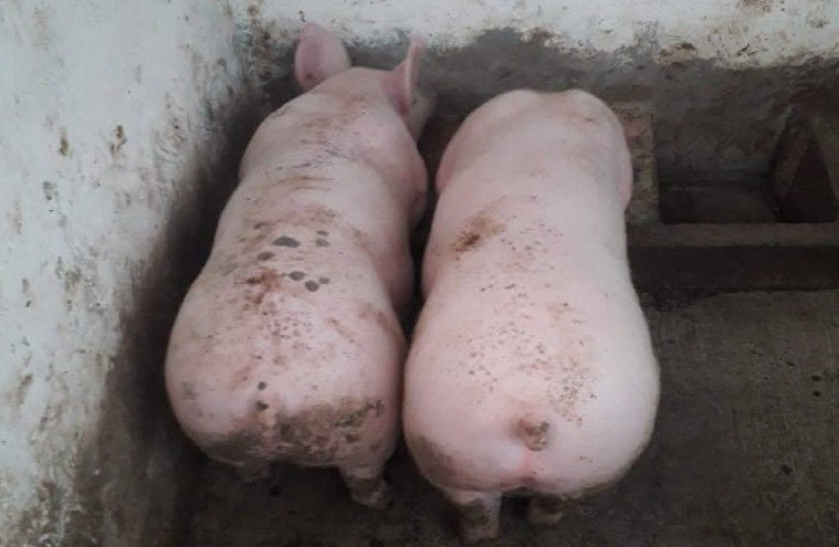 Roban cerca de 200 lechones de granja porcícola en Tepanco de López