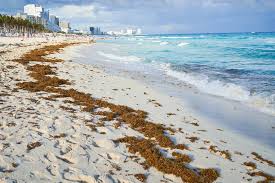 La Barrera de Marina no logra contener arribo de sargazo en Playa del Carmen