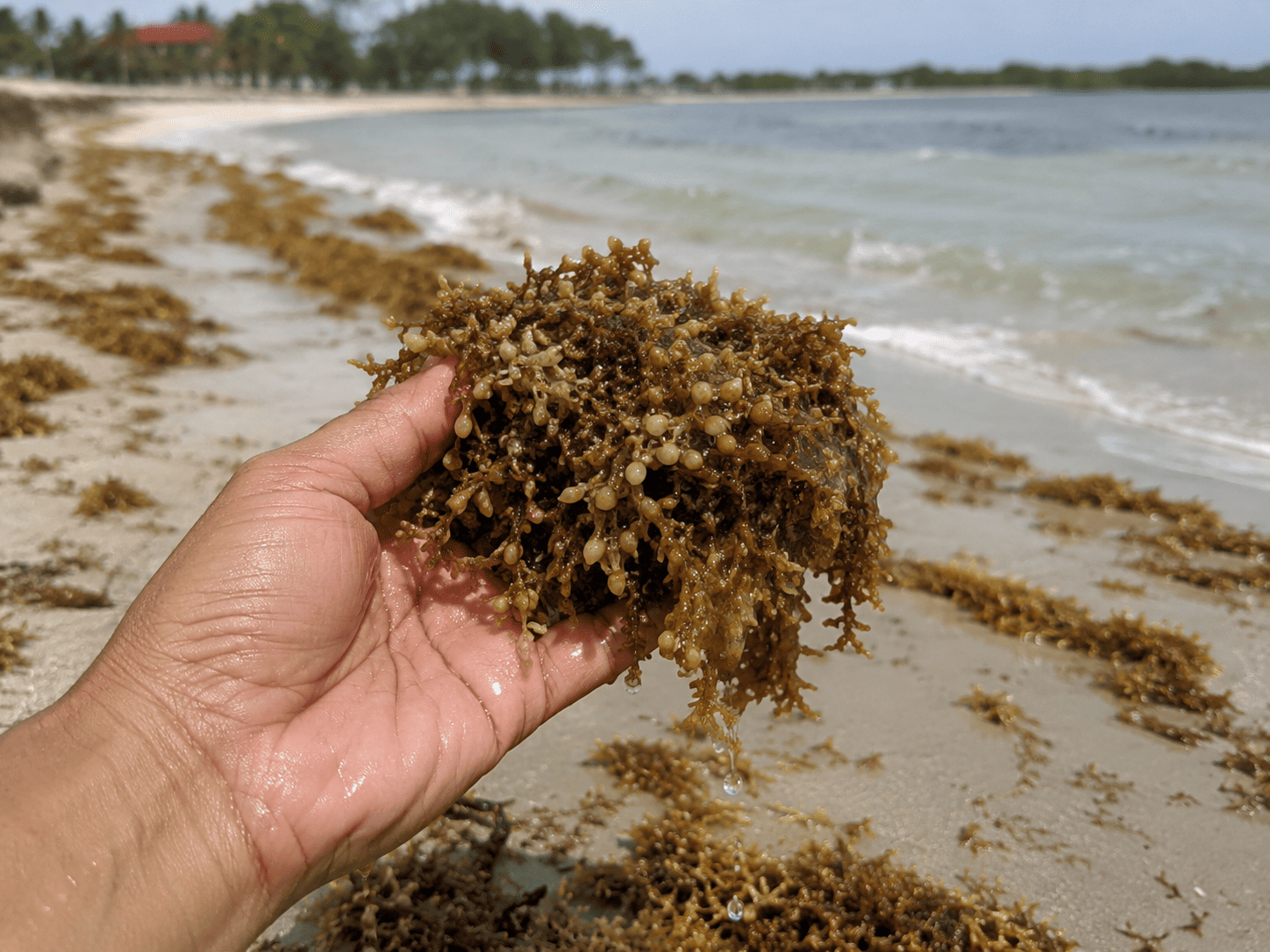 Investigadores de Florida buscan convertir el sargazo en alimentos