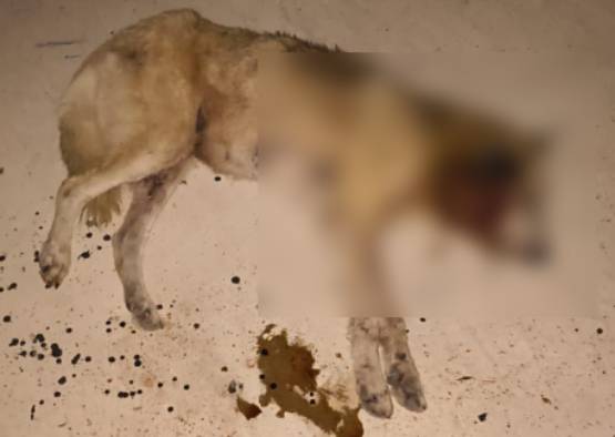 Alertan por posible caso de gusano barrenador en perro callejero de Ayotoxco