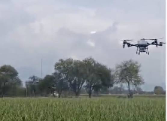 Productores de Cuayucatepec recurren a drones para salvar cultivos devastados por granizada