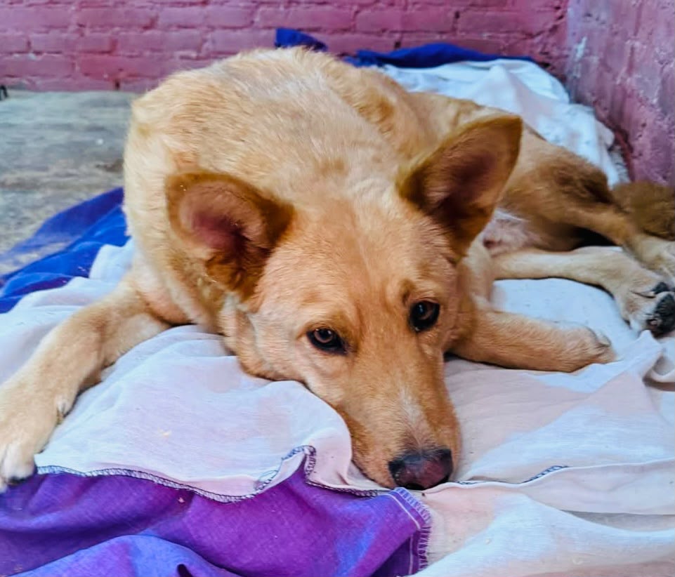 En Atlixco están abiertas al menos ocho carpetas de investigación por maltrato animal 