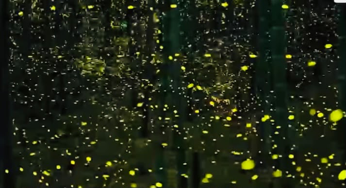 Tochimilco apuesta al turismo ecológico con temporada de luciérnagas 2026 