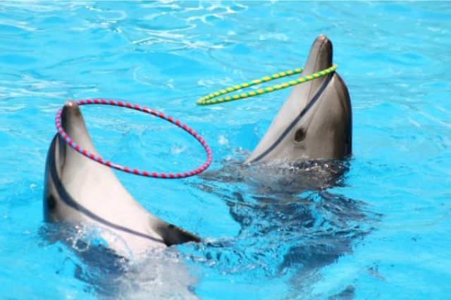Suspenden operaciones de Dolphinaris Cancún por bienestar animal