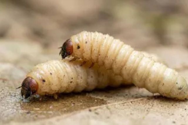Texas activa alerta sanitaria tras detectar caso de gusano barrenador