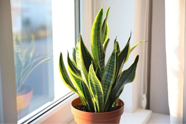 Plantas que pueden mejorar la temperatura y humedad dentro del hogar