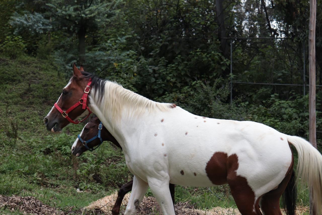 caballos