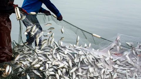 pesca 