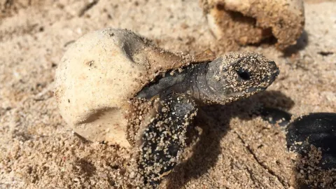 tortuga 