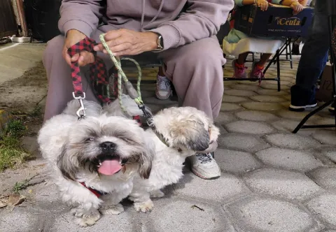 perro-peluche
